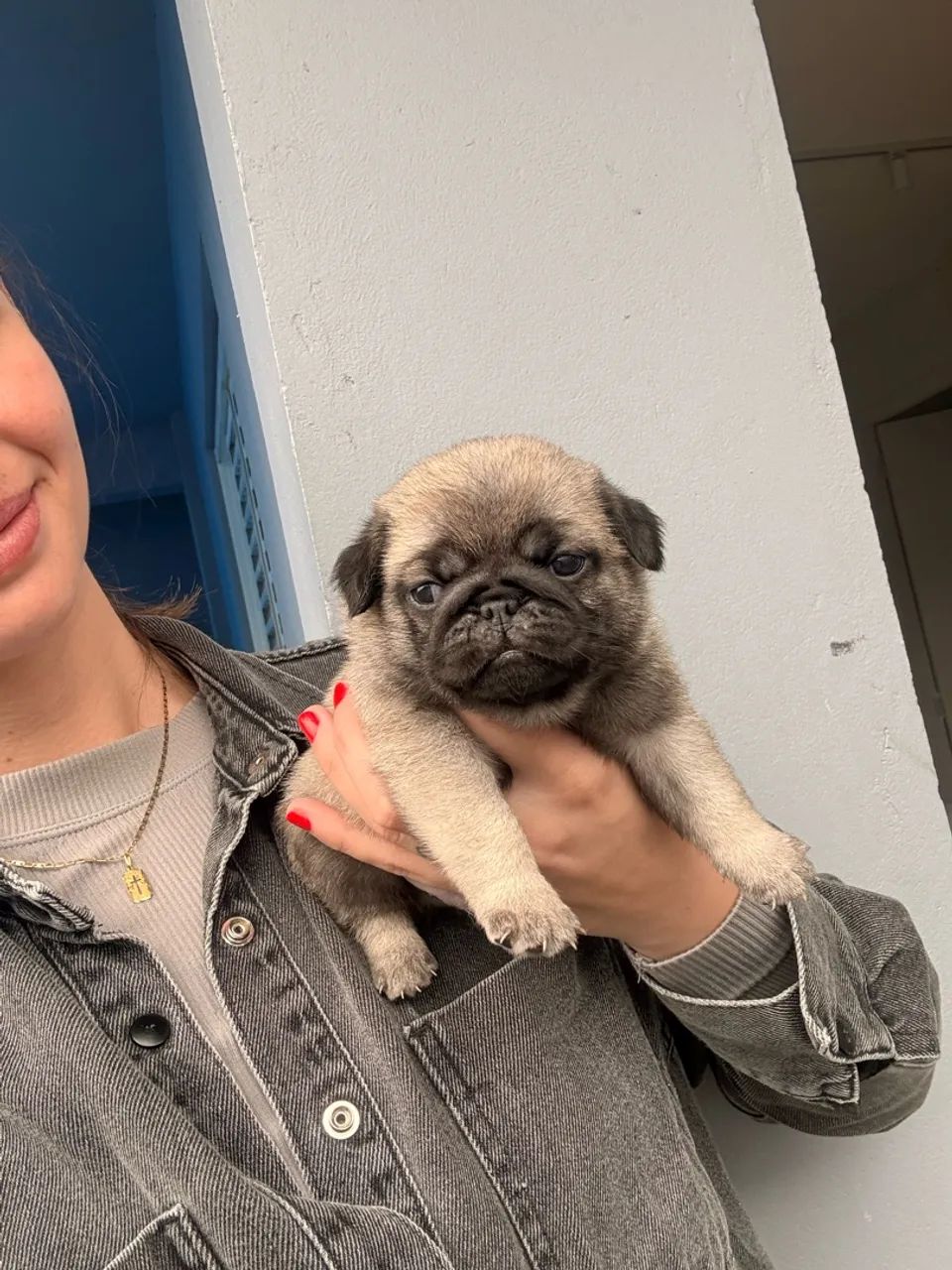 Pug machinho  - Foto 3