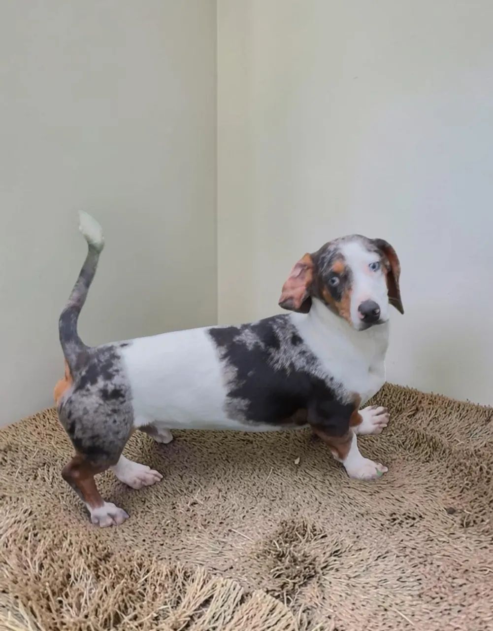 Daschund 1 ano castrado 