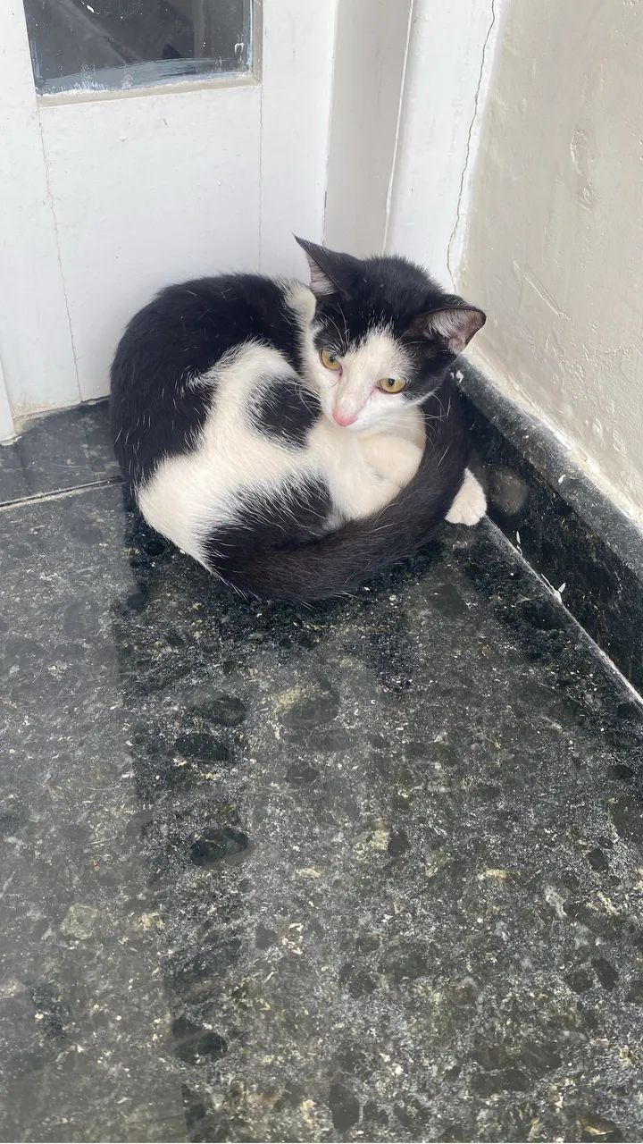 gatinha para adoção  - Foto 2