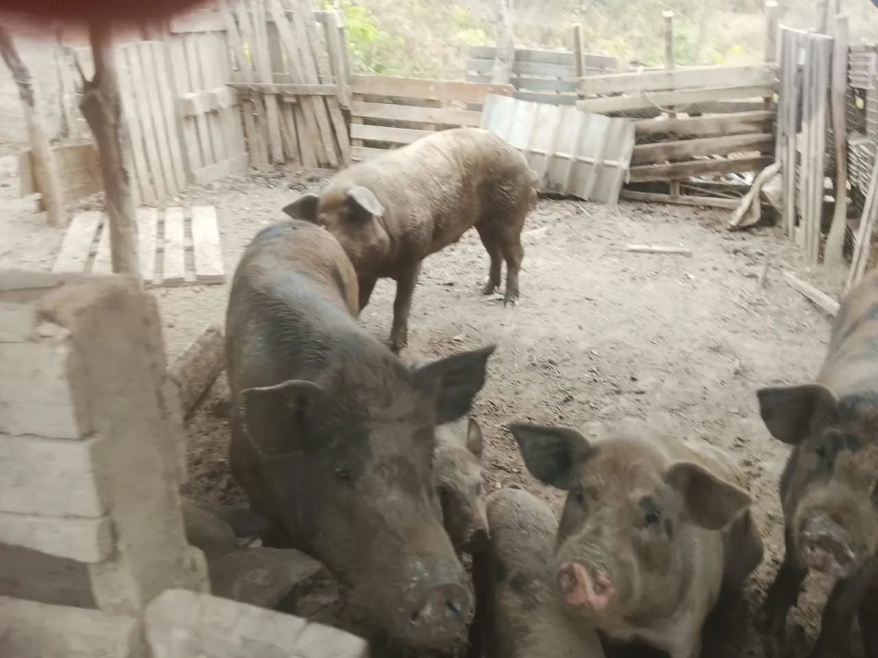 Porco caipira 