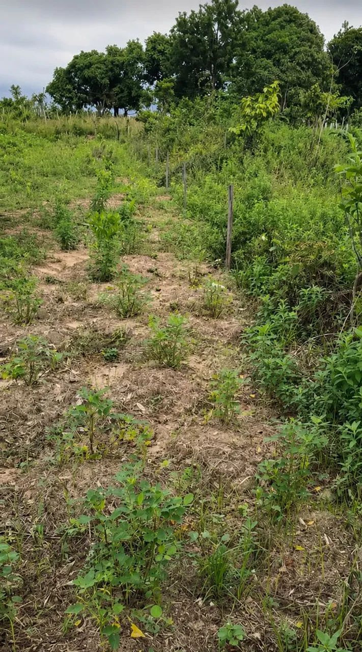 Terreno parque verde 2