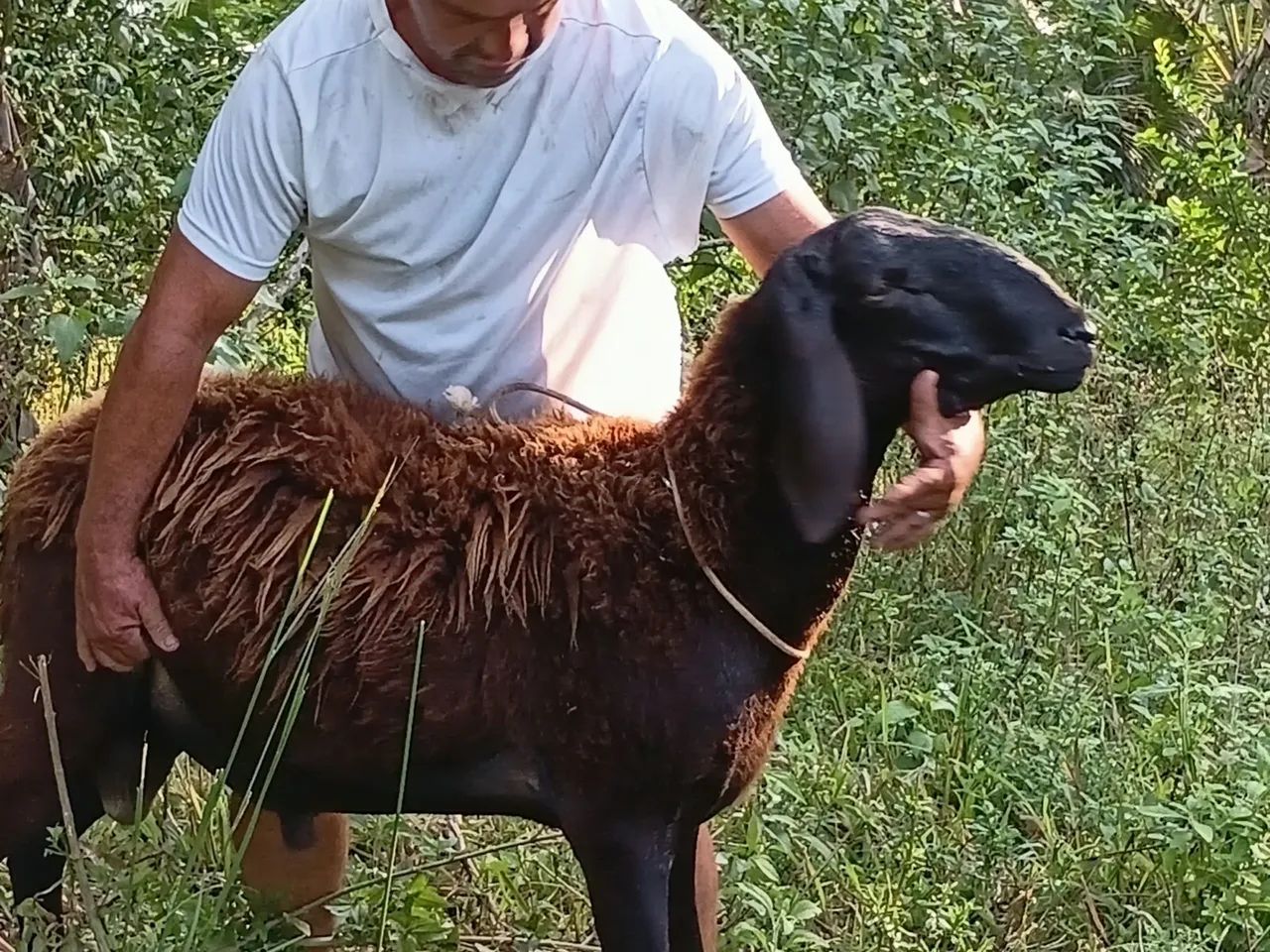 Carneiro  - Foto 3