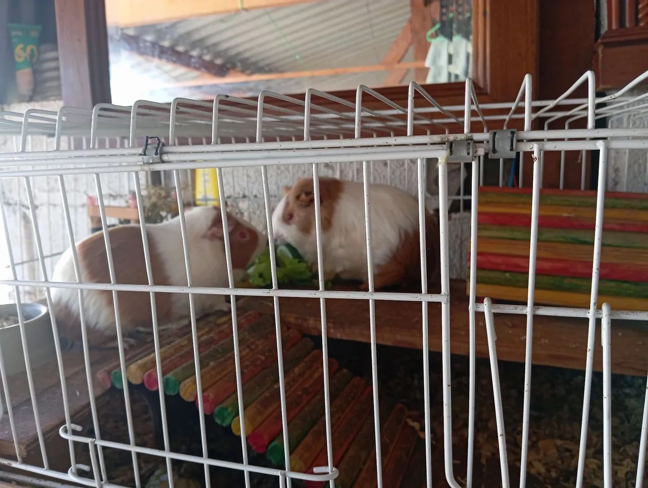 Vendo Porquinhas da índia com cercado e acessórios 