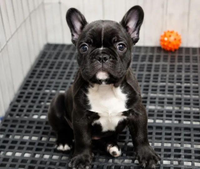 Bulldog Francês - Foto 4