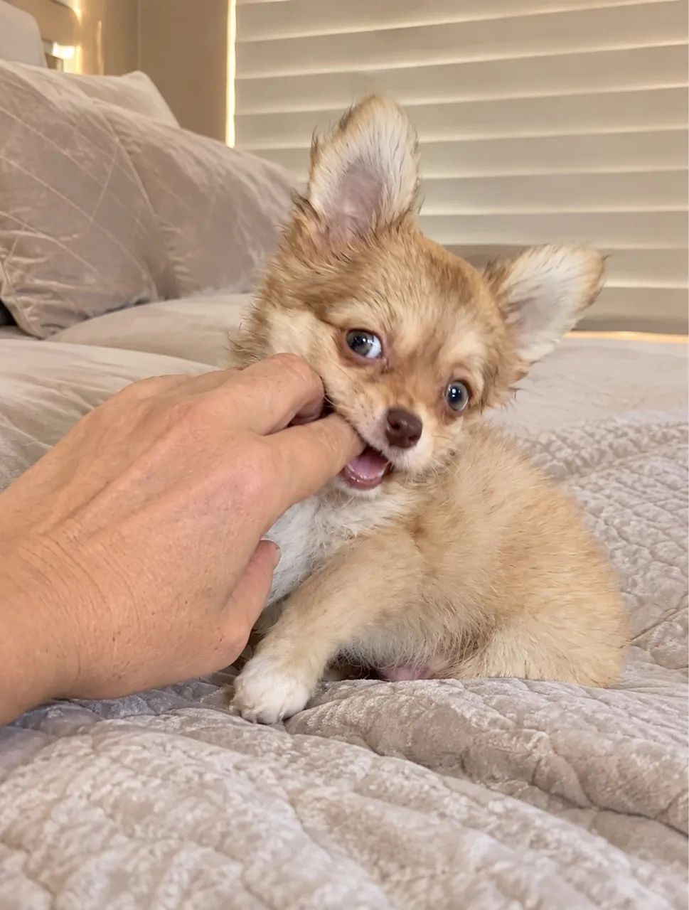 Chihuahua macho com pedigree  - Foto 2