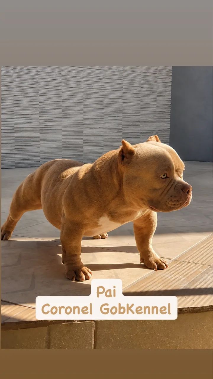 American Bully - Foto 3