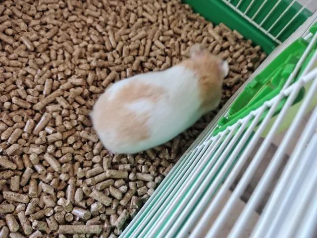 Hamster Sírio - Foto 3