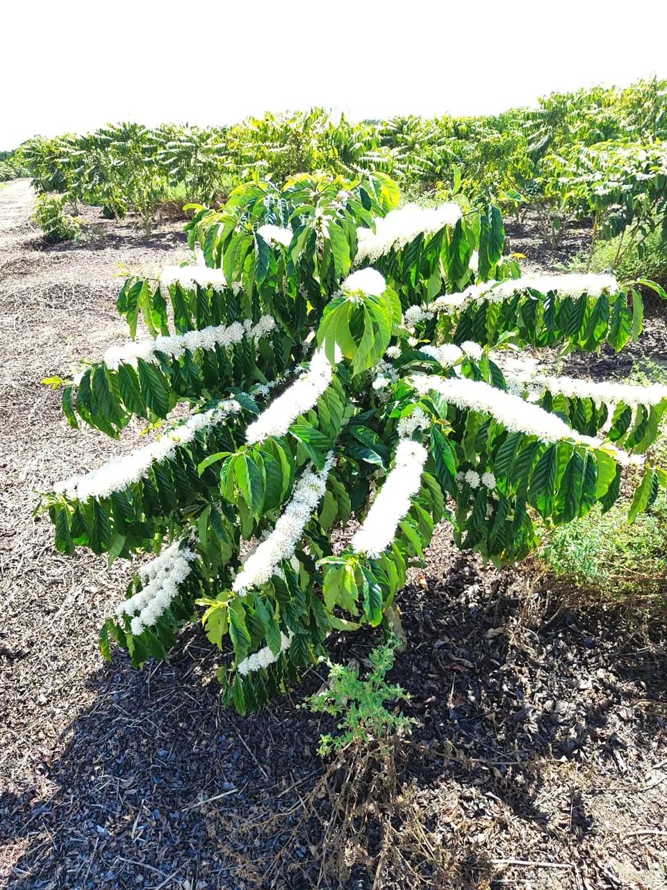 Fazenda Rodovia Itabela - Foto 4
