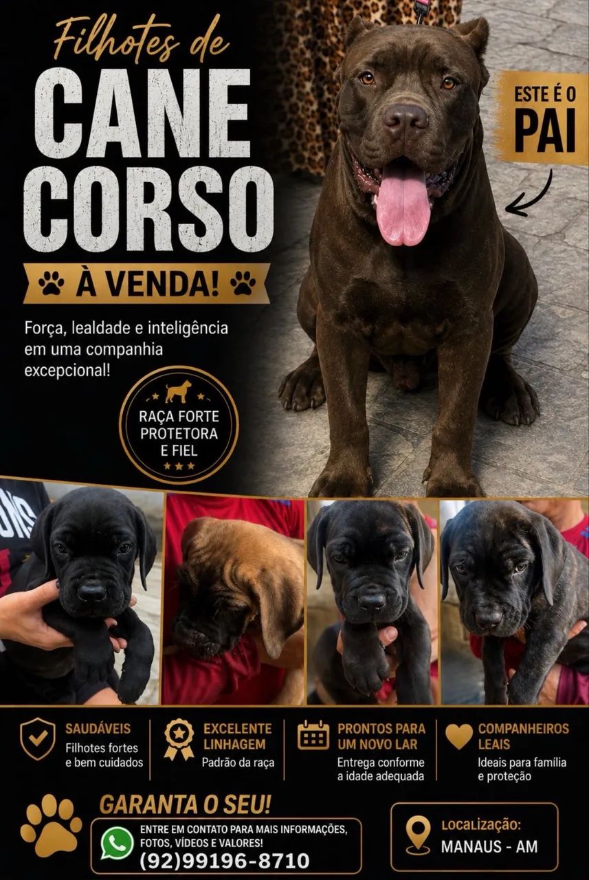 Filhotes de Cane Corso disponíveis 