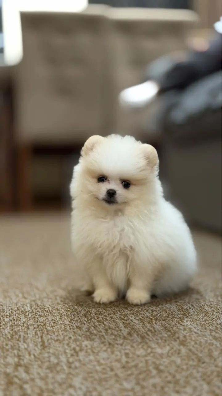 Spitz alemão  - Foto 3