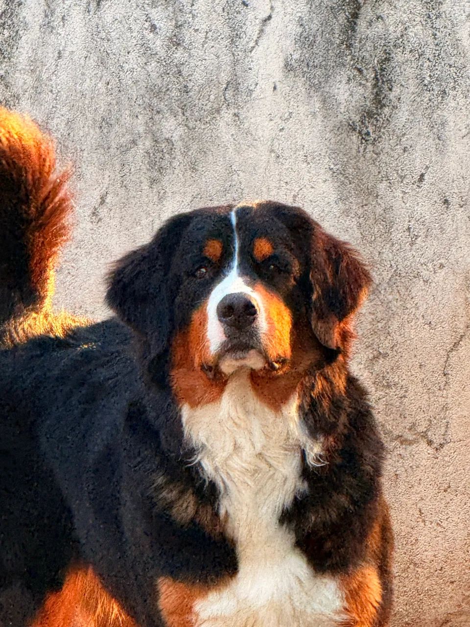 Bernese legítimo  - Foto 2
