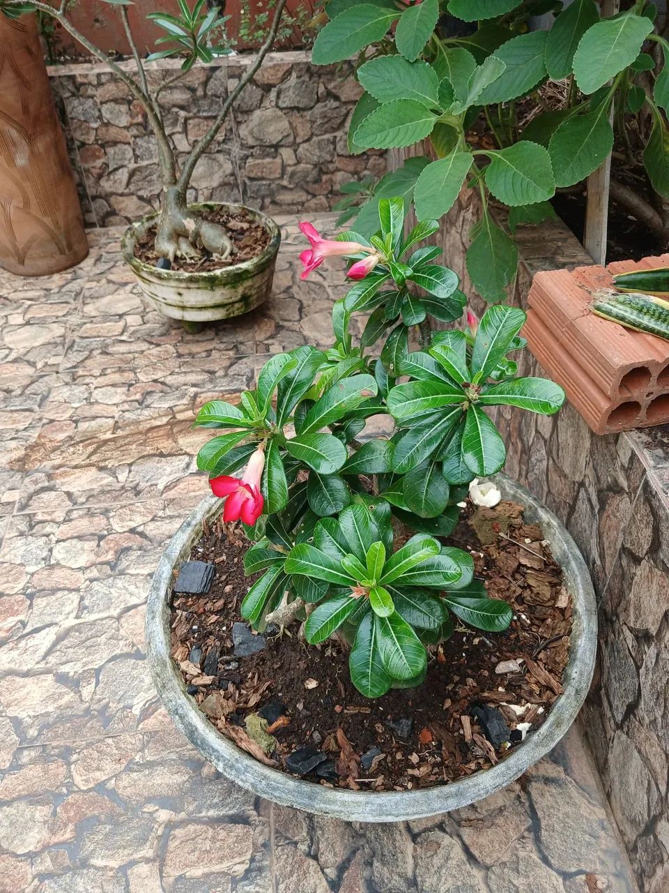Plantas do deserto 
