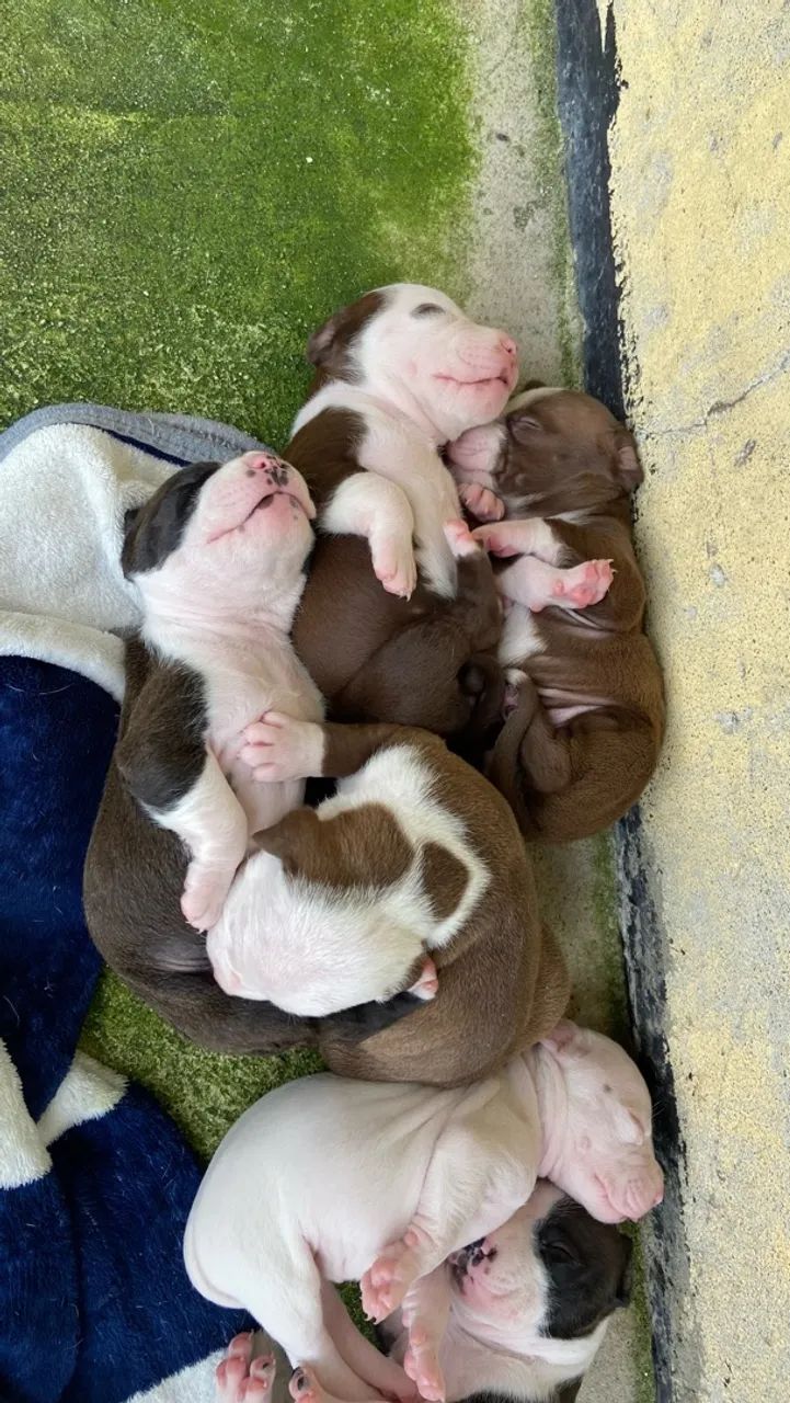 Filhote De Pitbull  - Foto 2