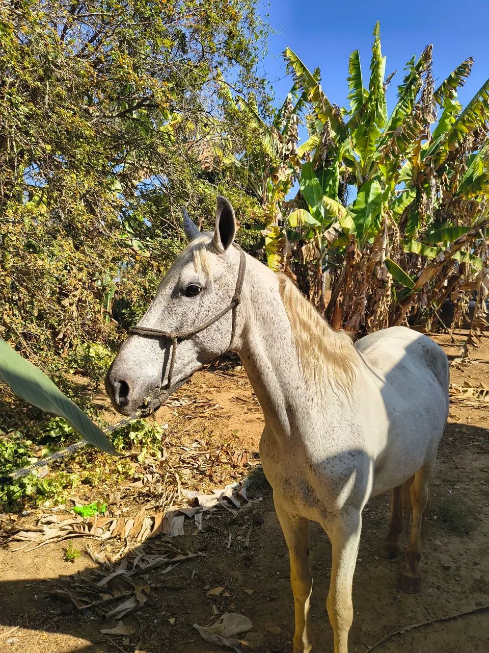 Cavalo castrado a venda ! - Foto 3