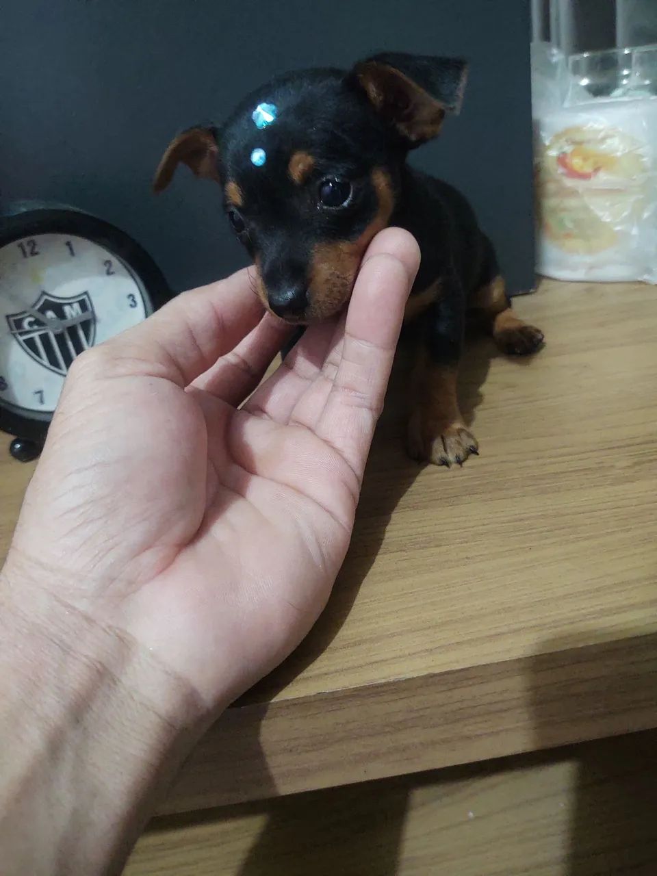 Pinscher  fêmea  - Foto 4