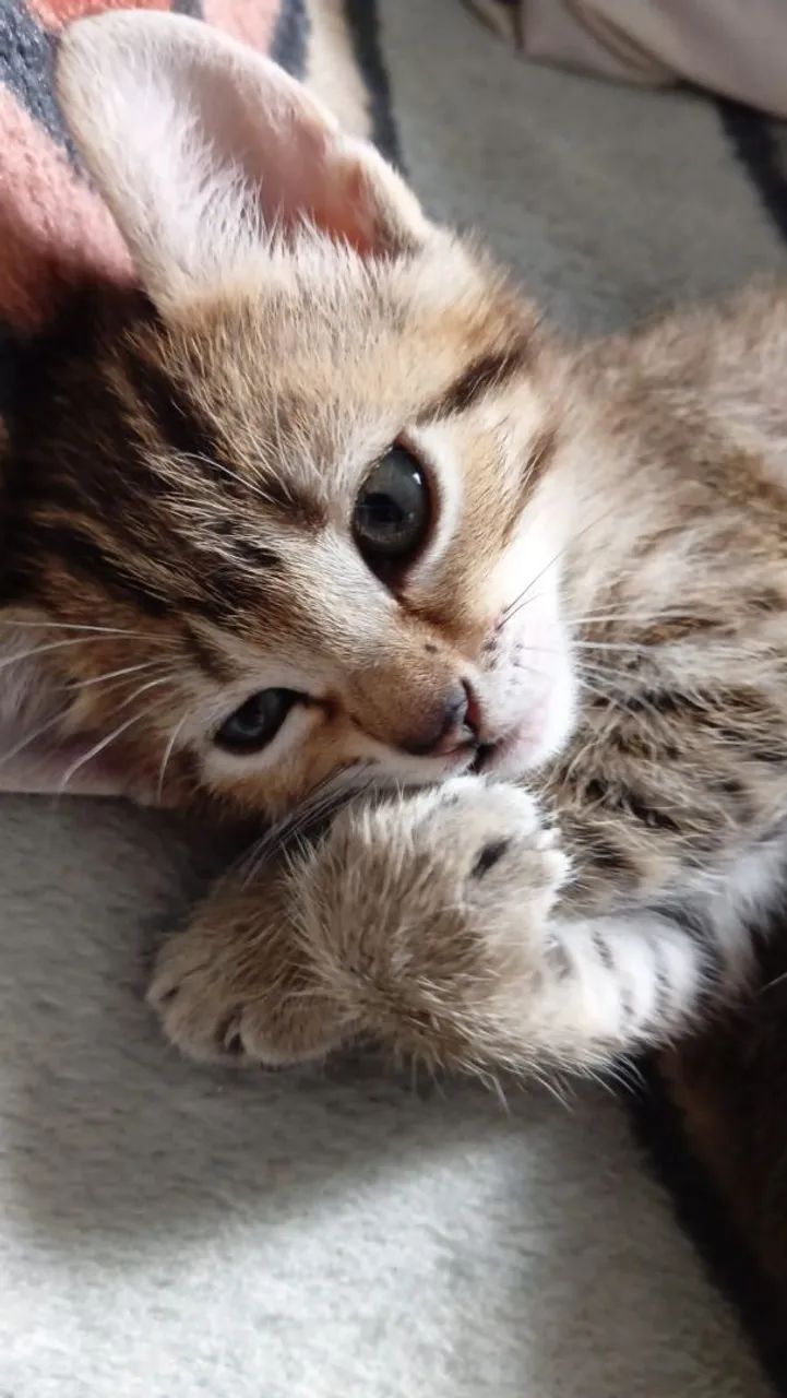 Filhotes de Gato 