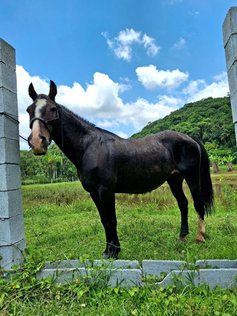 Egua bretão meio sangue domada  - Foto 2