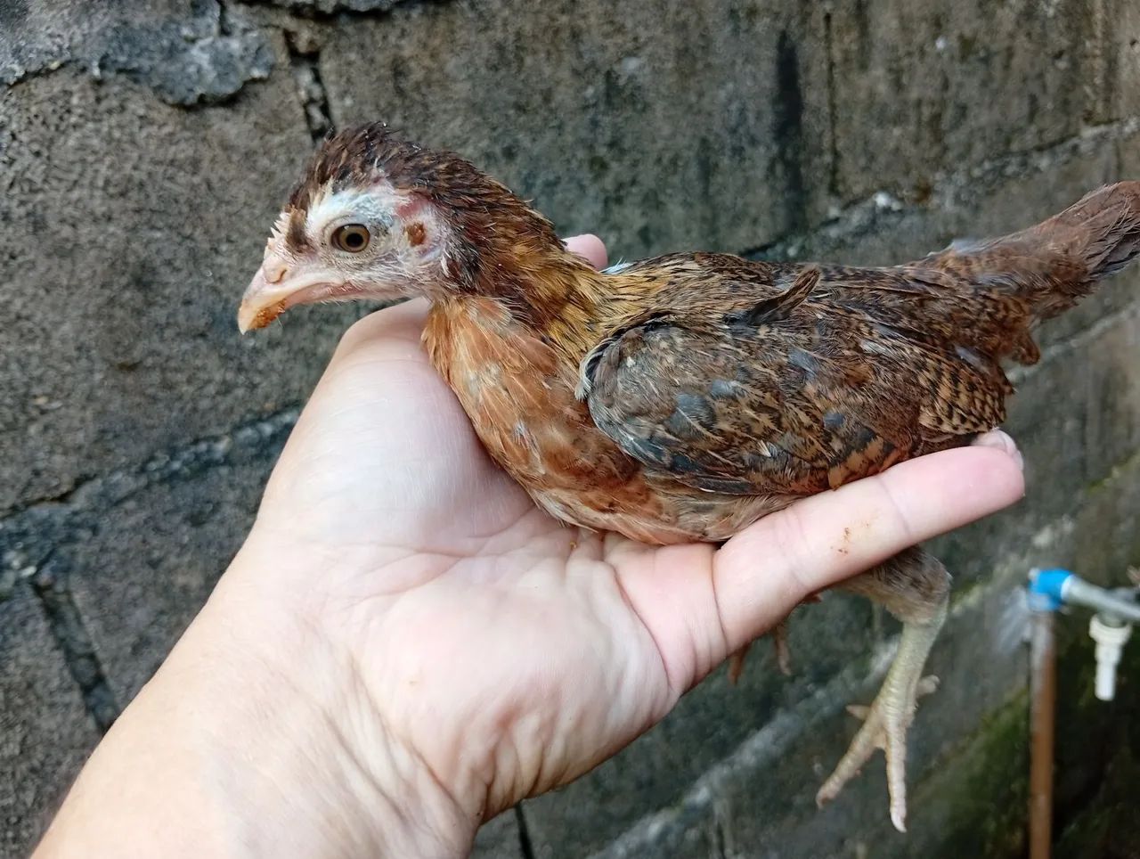 Galinha Mini garnizé - Foto 5