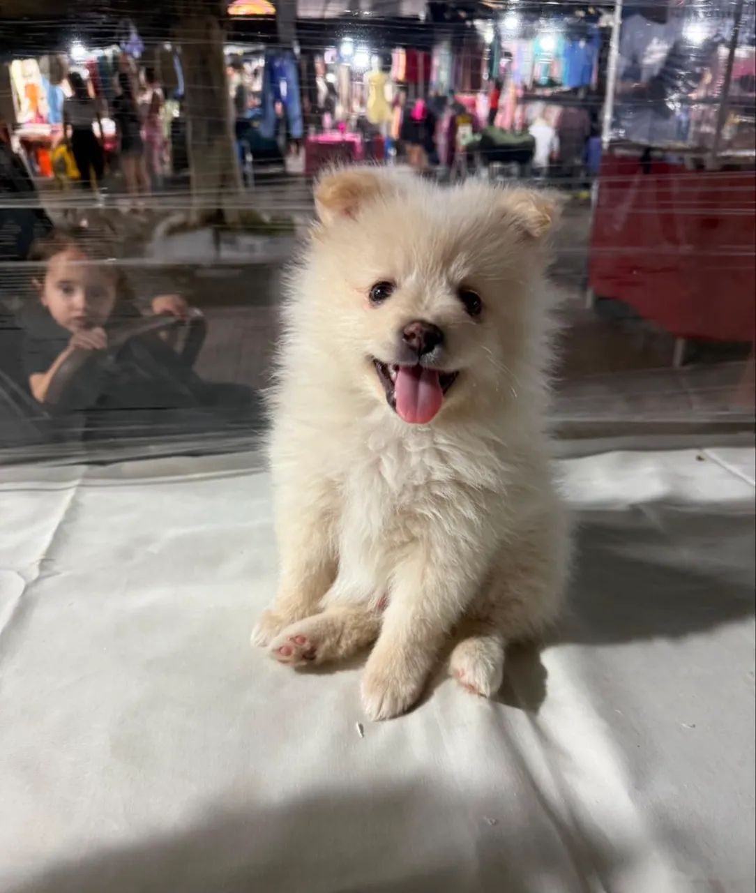 SPITZ ALEMÃO  - Foto 3