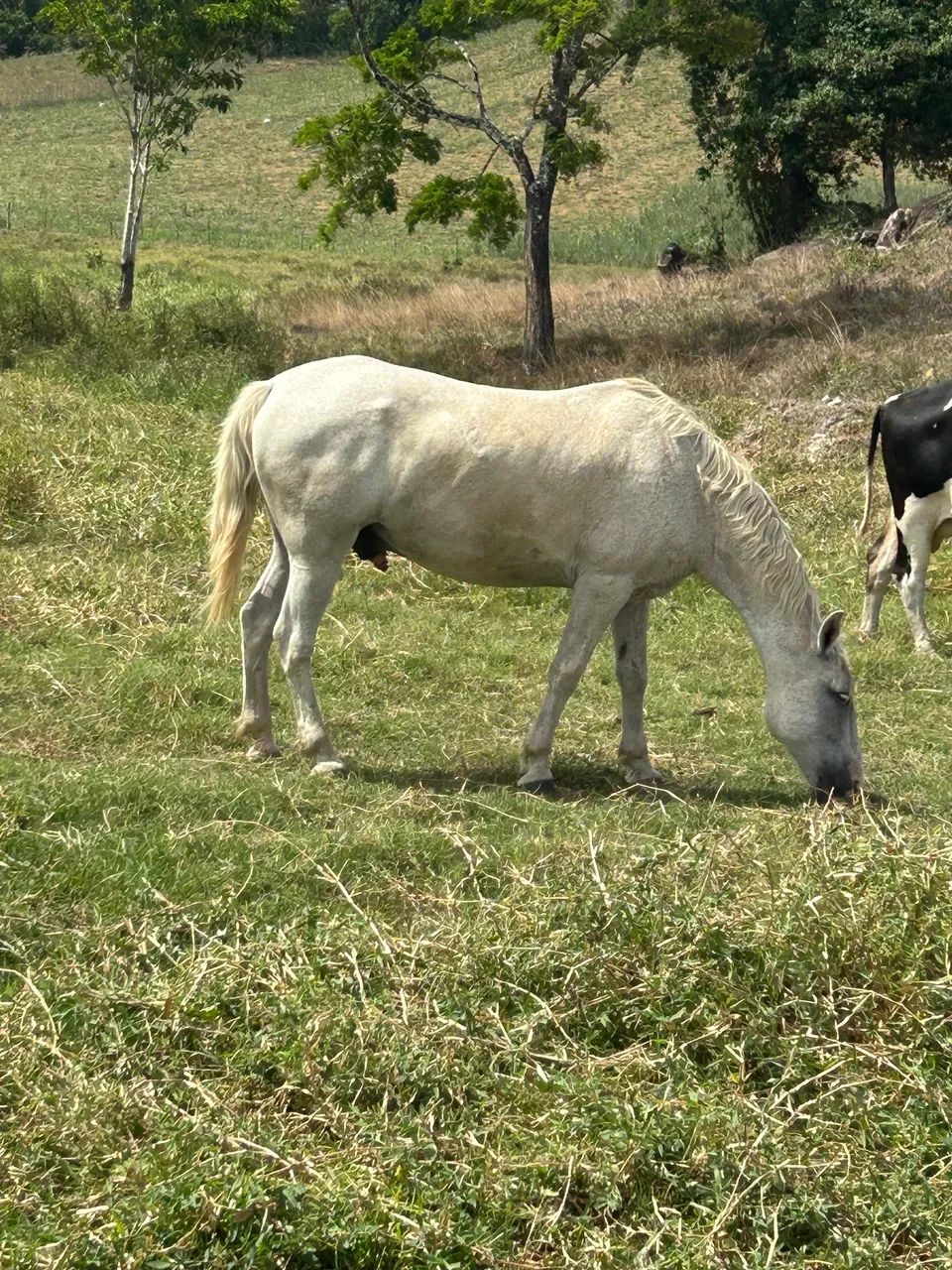 Cavalo Bom Pra Mexer Com Gado - Foto 2