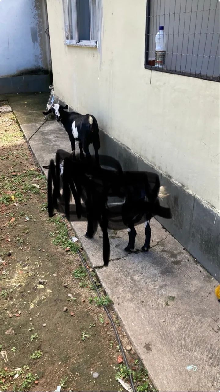 Cabra  - Foto 3