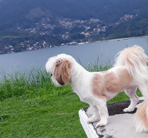 Shih tzu raça pura q namorada