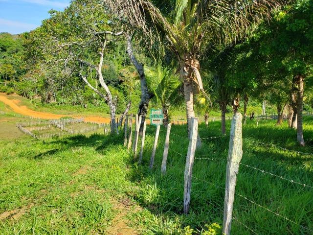 Ubaitaba. Fazenda com 140 Hectares. Mista de cacau e gado - Foto 3