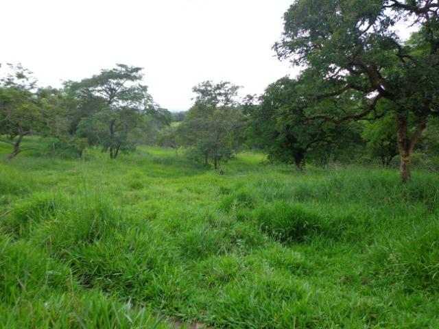 Terrenos, Sítios e Fazendas 70 Há Região de Para de Minas-MG - Foto 4
