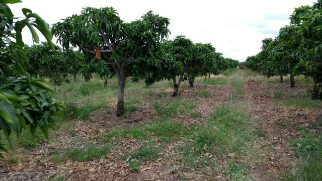 Fazenda a Venda - Foto 18