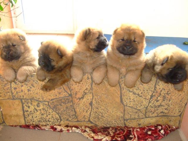 Filhotes de ChowChow lindos bebes, com garantias e procedência! - Foto 2