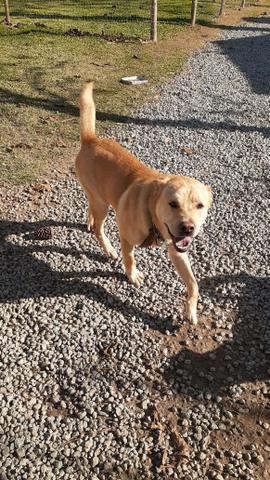 Doação Cachorro- São José SC - Foto 2