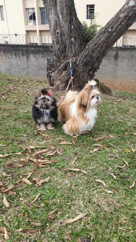 Casal de shit zu (Curitiba-Pr) - Foto 6