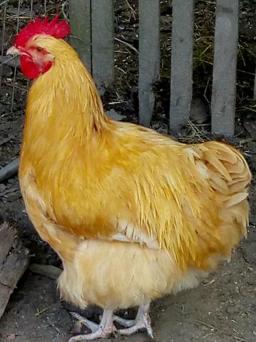 Galo orpington
