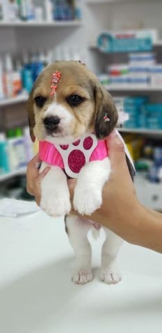 Beagle Tricolor Femea Vacinada - Foto 2