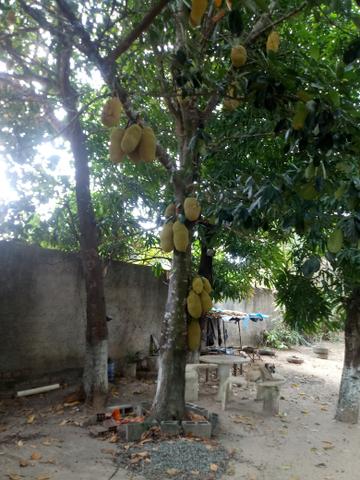 Venda de sitio - Foto 4