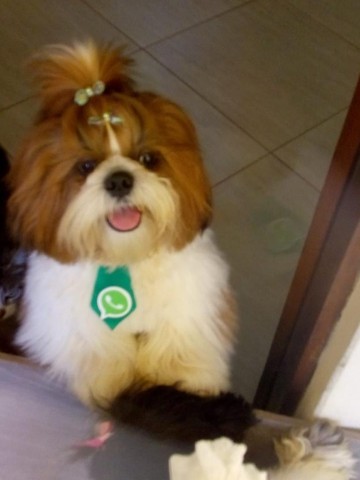 Filhote d Shih tzu macho e femea. 