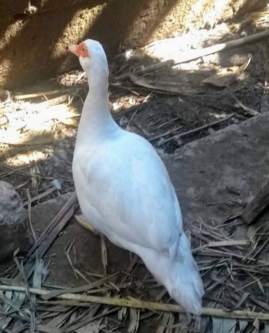 PATOS ALEMÃO CASAL - Foto 2