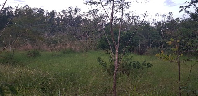Lote de 20.000m2, Dr Camargo - Pr, R$ 700.000,00 - Foto 5