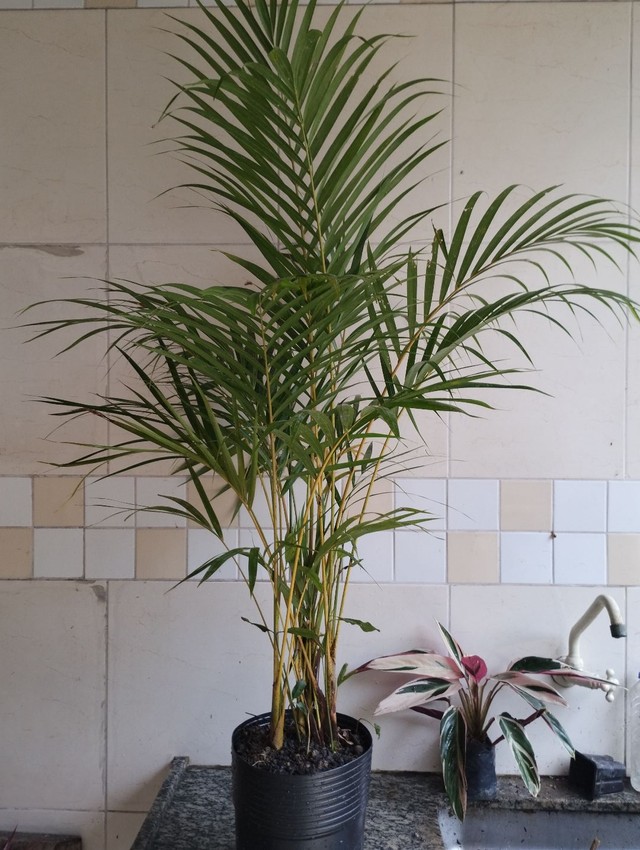 Palmeira Areca