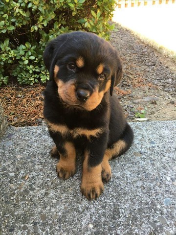 Rottwailer