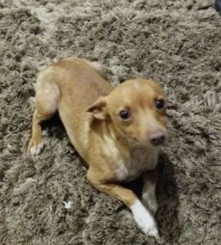 chico pinscher cachorro｜Pesquisa do TikTok