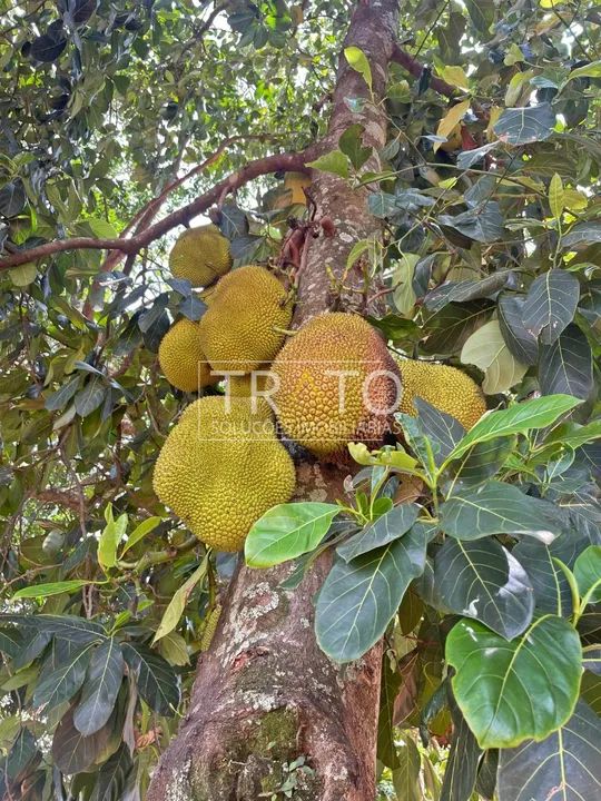 chácara - Loteamento Chácaras Gargantilhas - Campinas - Foto 2