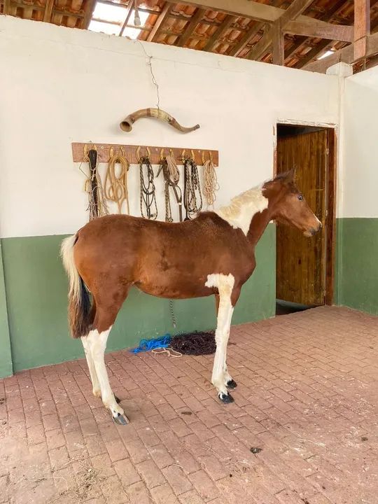 Égua Marcha Picada Genuína  - Foto 3