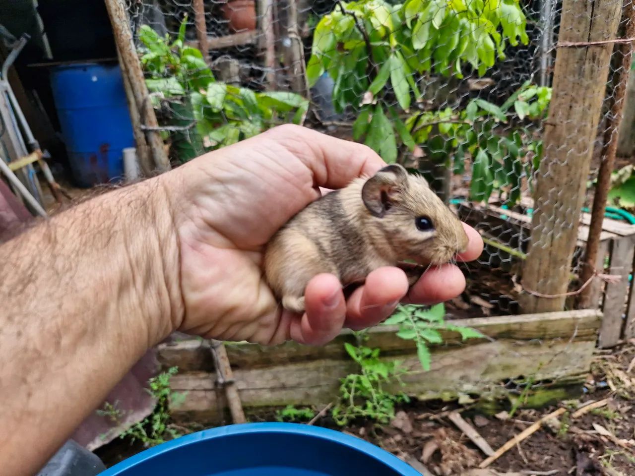 Porquinho da india, hamister, coelho - Foto 5