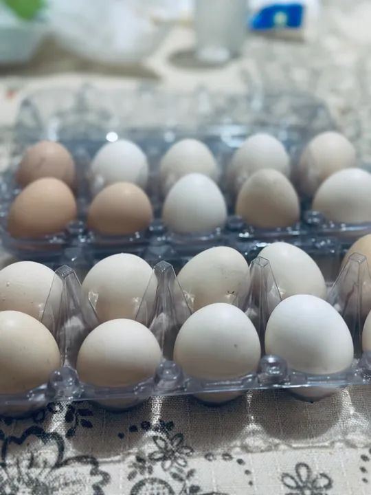 Ovos brancos de galinha caipira - frescos e saborosos - Foto 2
