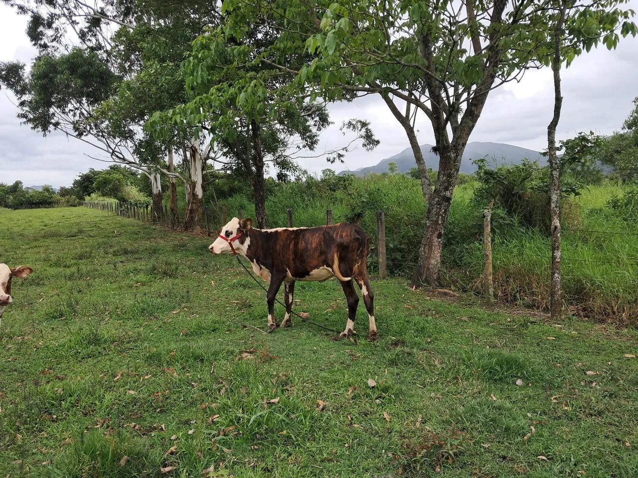 Vendo vaca ou troco por gado  menor - Foto 2