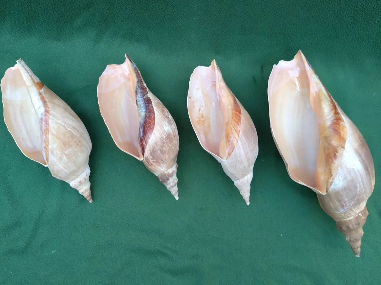 Quatro Conchas marinhas grandes - naturais e hidratadas  - Foto 4