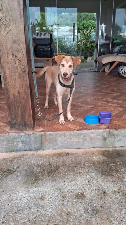 Linda cachorrinha para adoção! - Foto 5