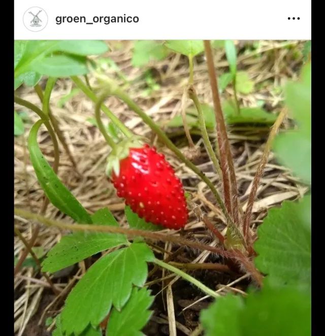 Morango Europeu - Foto 4