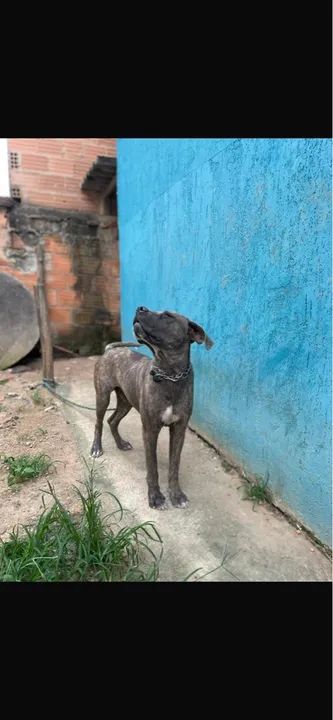 Cane corso filhote doação  - Foto 2